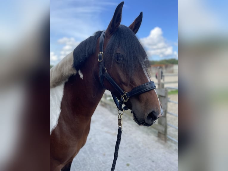 Quarter Pony Mare 5 years 15 hh Tobiano-all-colors in Rechtsupweg
