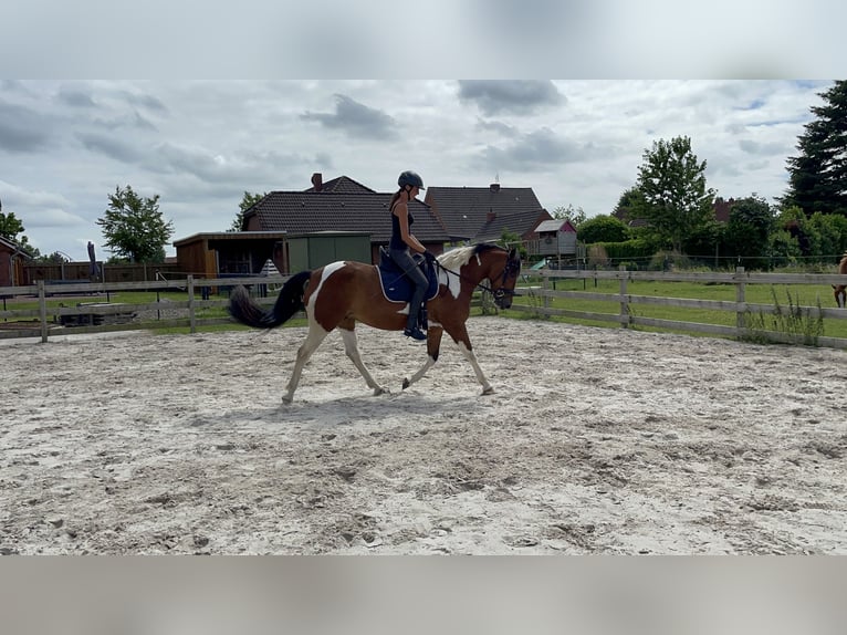Quarter Pony Mare 5 years 15 hh Tobiano-all-colors in Rechtsupweg