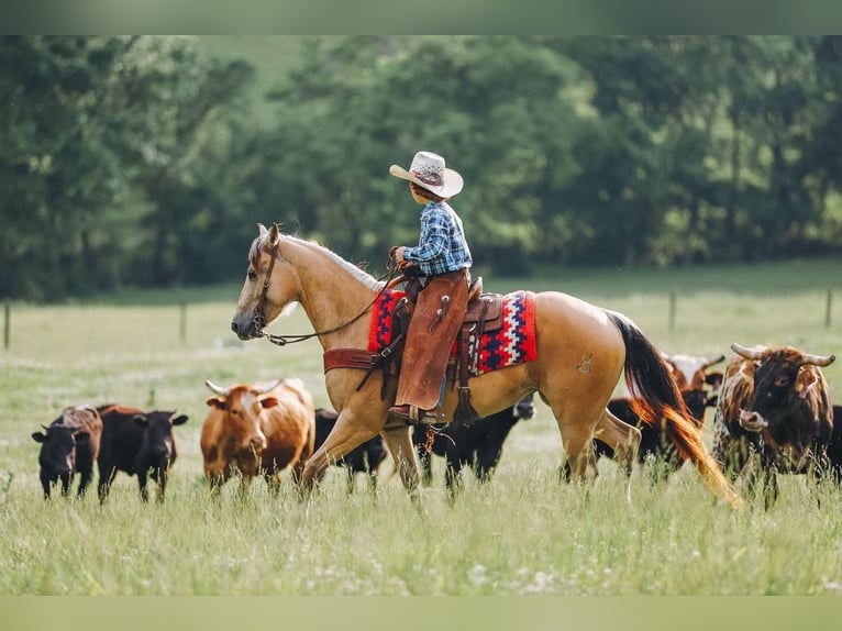 Quarter Pony Mare 5 years Buckskin in Culleoka