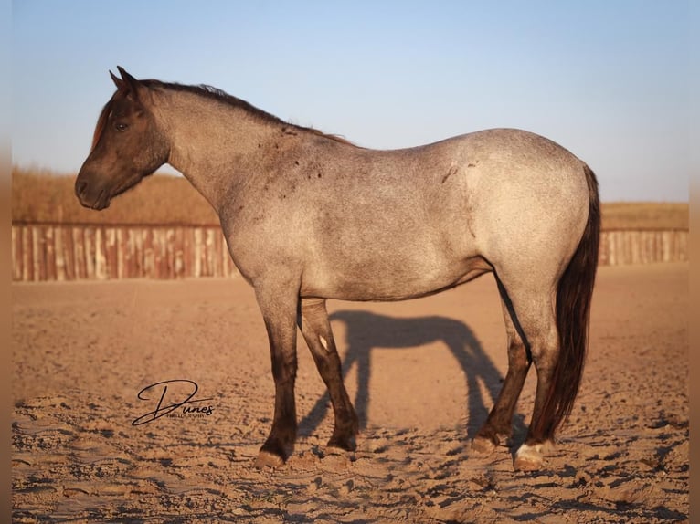 Quarter Pony Mix Mare 6 years 12 hh Roan-Blue in Thedford, NE