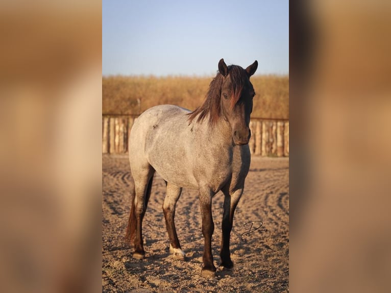 Quarter Pony Mix Mare 6 years 12 hh Roan-Blue in Thedford, NE