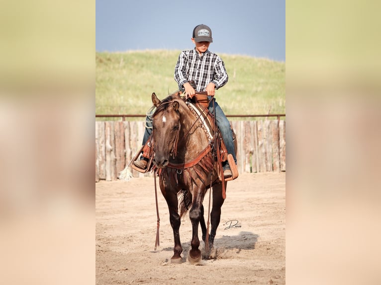 Quarter Pony Mare 6 years 14 hh Grullo in Thedford, NE