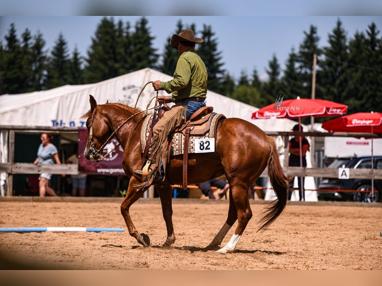 Quarter Pony Mare 6 years 14,3 hh Chestnut-Red in Reichertshofen