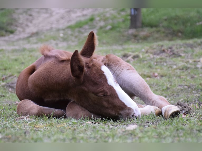Quarter Pony Mare 6 years 14,3 hh Chestnut-Red in Reichertshofen