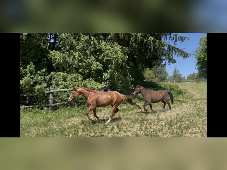 Quarter Pony Mare 6 years 14,3 hh Chestnut-Red in Reichertshofen