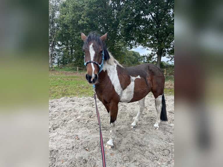 Quarter Pony Mix Mare 6 years 15.1 hh Pinto in Wittmund