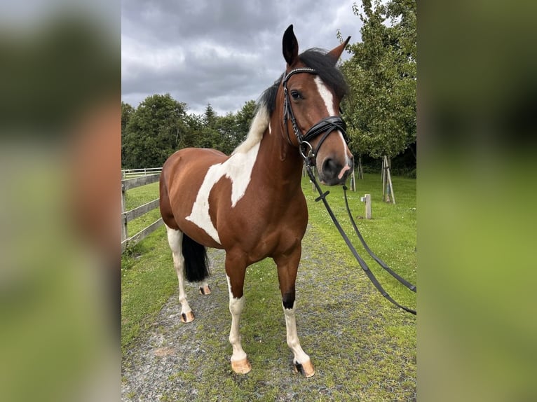 Quarter Pony Mix Mare 6 years 15.1 hh Pinto in Wittmund