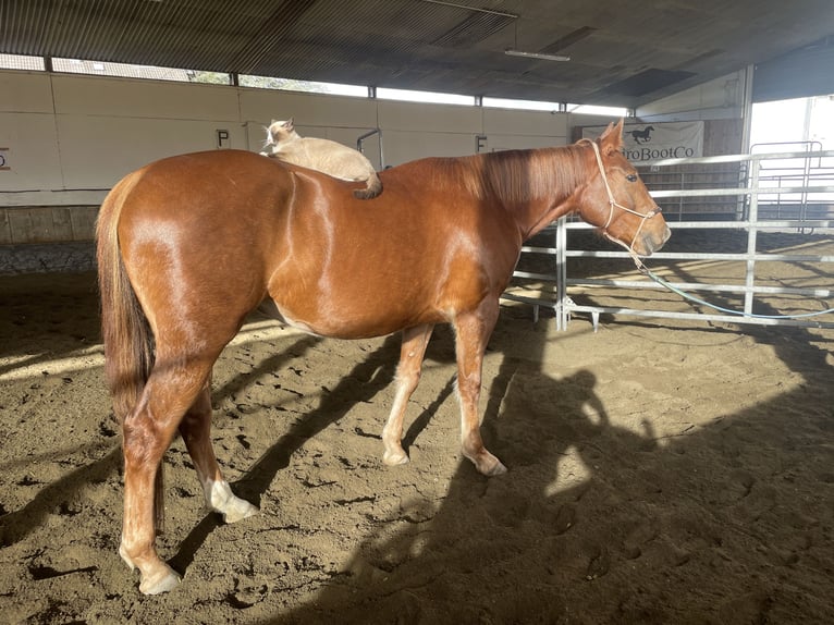 Quarter Pony Mix Mare 6 years 15.2 hh Chestnut in Breisach am Rhein