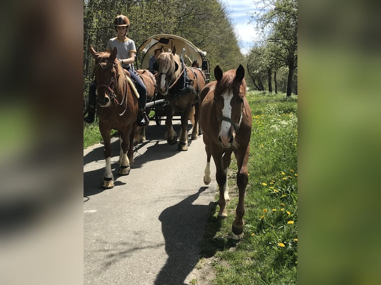 Quarter Pony Mare 6 years 15 hh Chestnut-Red in EigeltingenEigeltingen