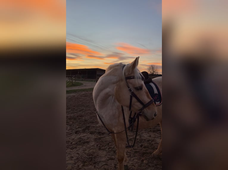 Quarter Pony Mix Mare 6 years 15 hh Palomino in Zülpich