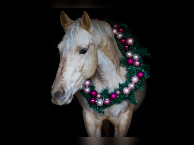 Quarter Pony Mix Mare 6 years 15 hh Palomino in Zülpich