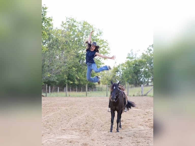 Quarter Pony Mare 7 years 12,2 hh Bay-Dark in Richmond