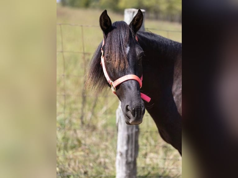 Quarter Pony Mare 7 years 12,2 hh Bay-Dark in Richmond