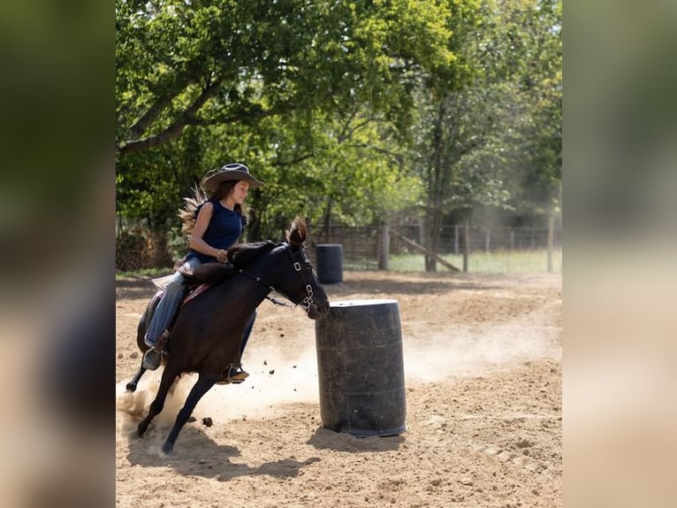 Quarter Pony Mare 7 years 12,2 hh Bay-Dark in Richmond