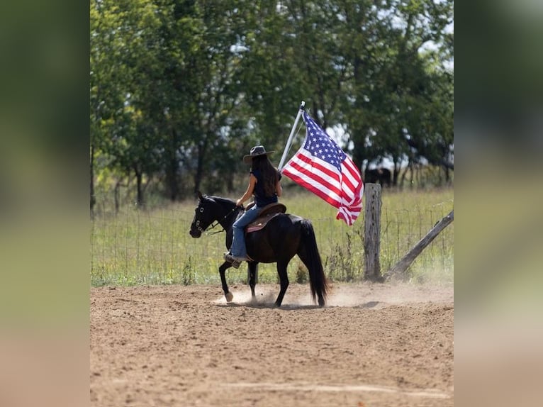 Quarter Pony Mare 7 years 12,2 hh Bay-Dark in Richmond