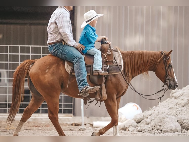 Quarter Pony Mare 7 years 12,2 hh Sorrel in Tolar, TX
