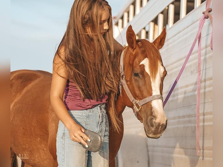 Quarter Pony Mare 7 years 12,2 hh Sorrel in Tolar, TX
