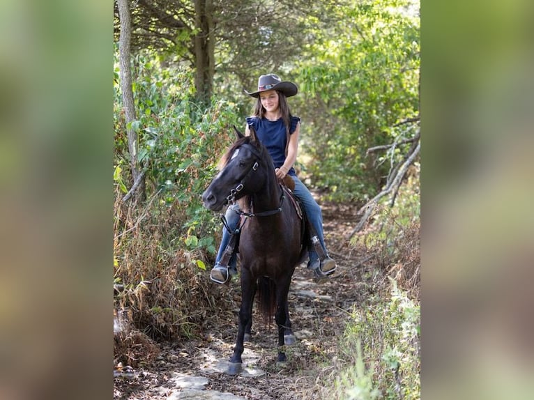 Quarter Pony Mare 7 years 12,2 hh Bay-Dark in Richmond