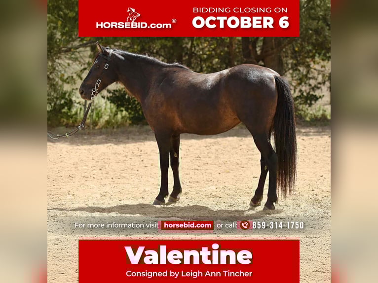 Quarter Pony Mare 7 years 12,2 hh Bay-Dark in Richmond
