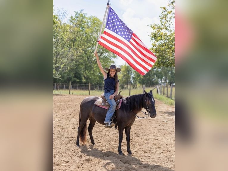 Quarter Pony Mare 7 years 12,2 hh Bay-Dark in Richmond