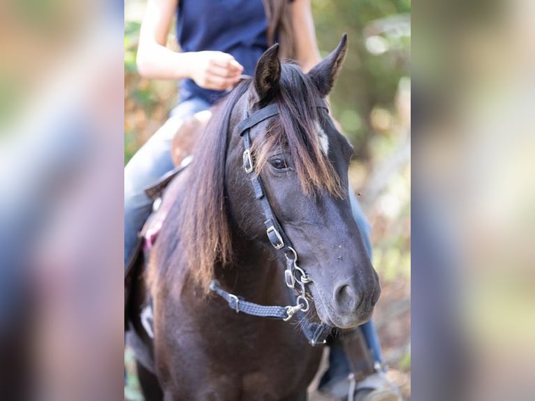 Quarter Pony Mare 7 years 12,2 hh Bay-Dark in Richmond