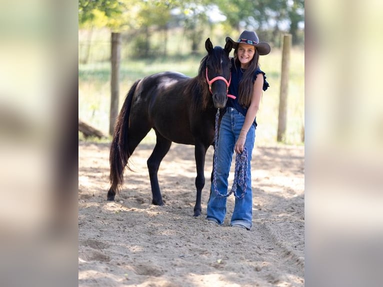 Quarter Pony Mare 7 years 12,2 hh Bay-Dark in Richmond