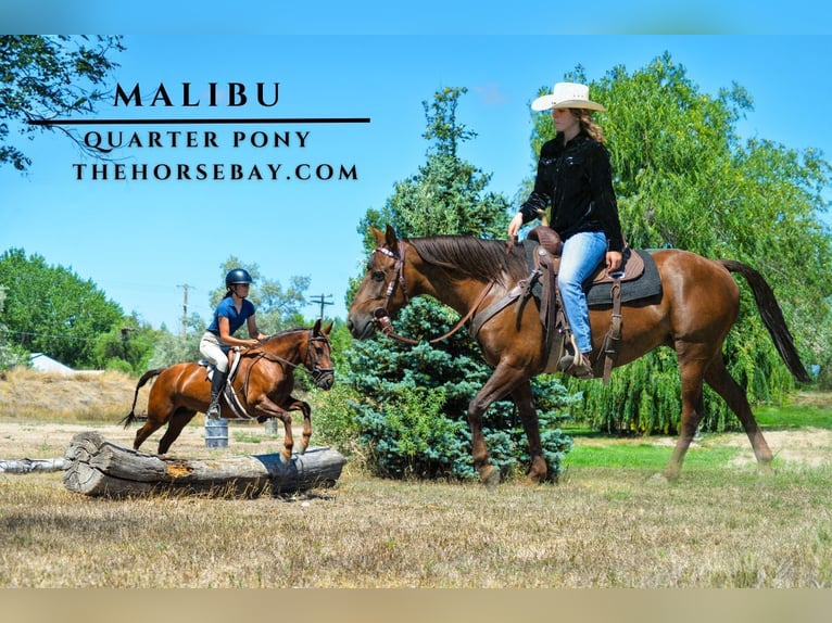 Quarter Pony Mare 7 years 13,2 hh Chestnut in Fort Collins, CO