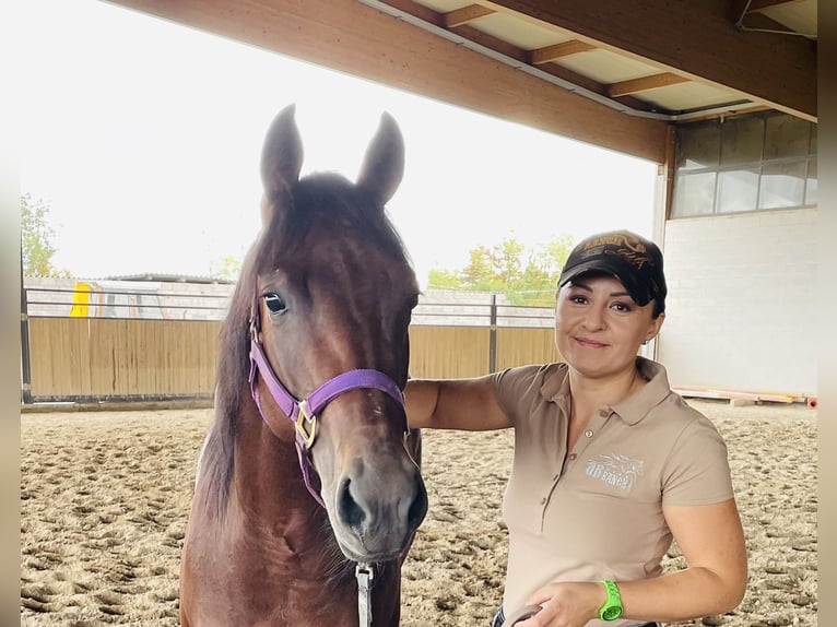 Quarter Pony Mare 7 years 14,2 hh Brown in Gutenberg