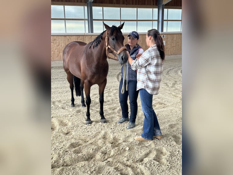 Quarter Pony Mare 7 years 14,2 hh Brown in Gutenberg