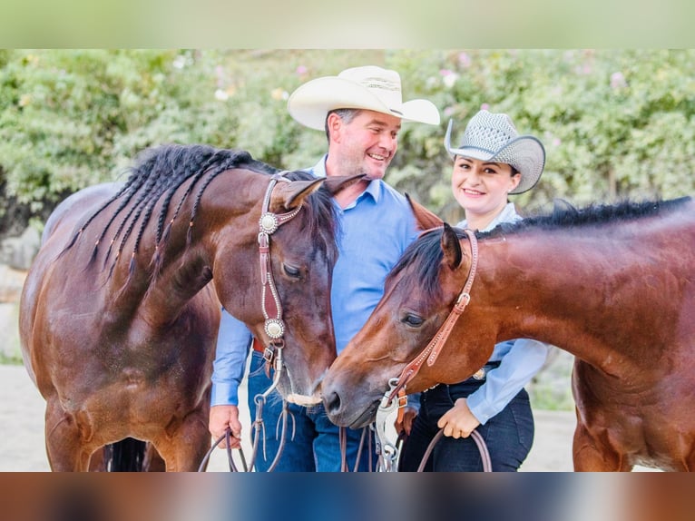Quarter Pony Mare 7 years 14,2 hh Brown in Gutenberg
