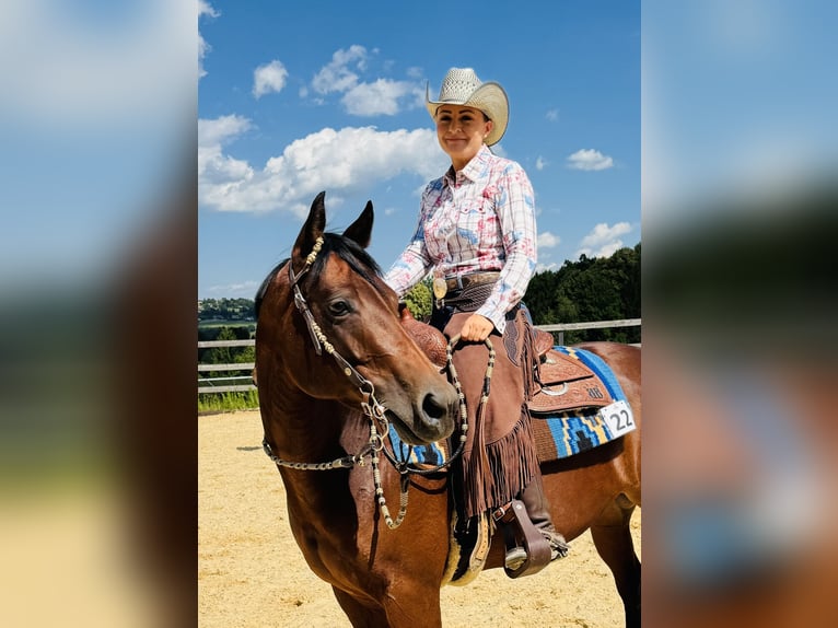 Quarter Pony Mare 7 years 14,2 hh Brown in Gutenberg