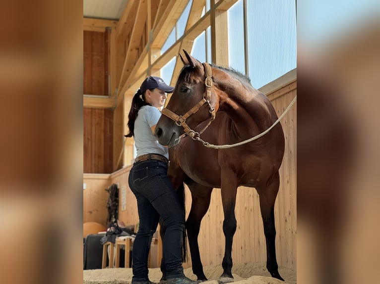 Quarter Pony Mare 7 years 14,2 hh Brown in Gutenberg