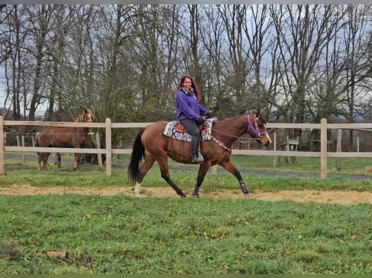 Quarter Pony Mare 7 years 14,3 hh Brown in Linkenbach