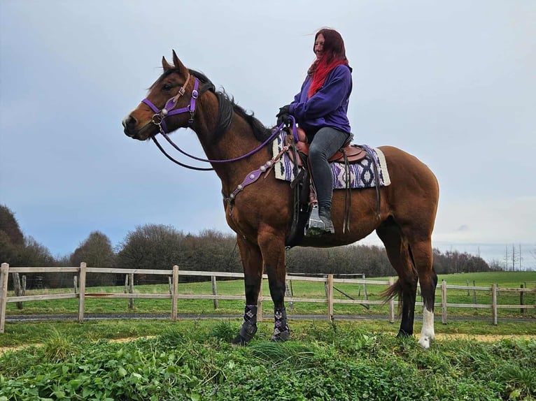 Quarter Pony Mare 7 years 14,3 hh Brown in Linkenbach