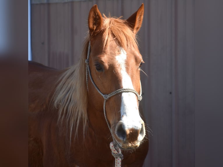 Quarter Pony Mare 7 years 15 hh  in Morgantown