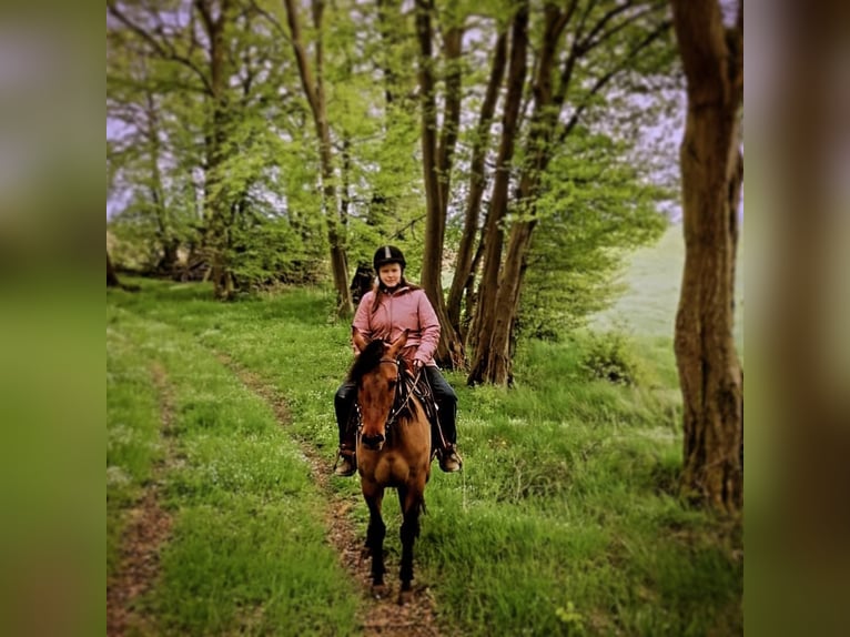 Quarter Pony Mare 7 years 15,1 hh Dun in Wedemark