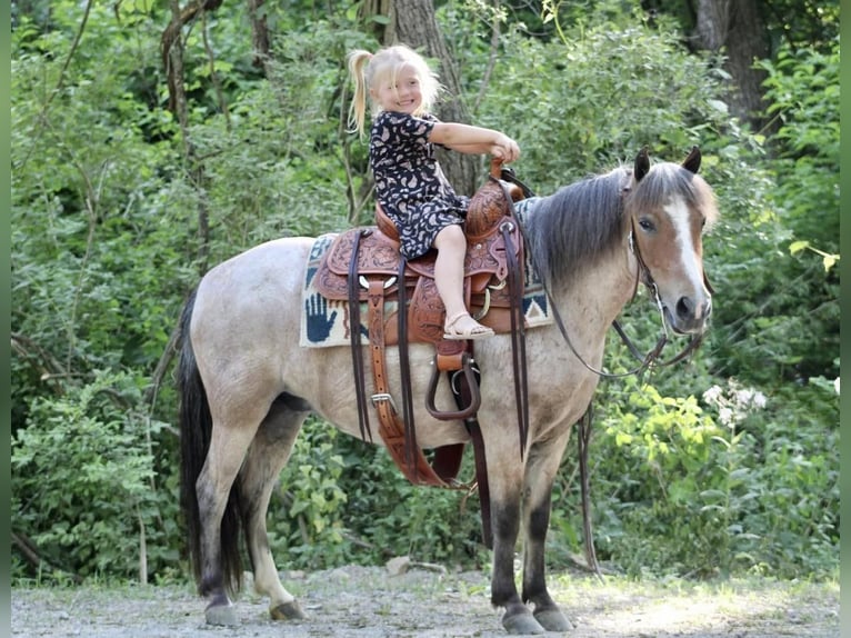 Quarter Pony Mare 7 years Roan-Red in Beaver Springs, PA
