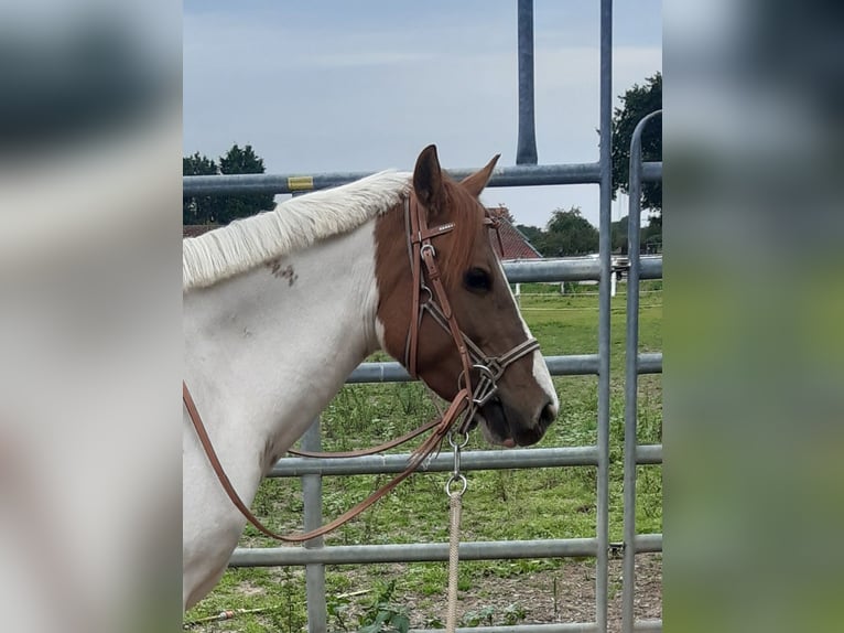 Quarter Pony Mare 8 years 13,2 hh Tobiano-all-colors in Alpen