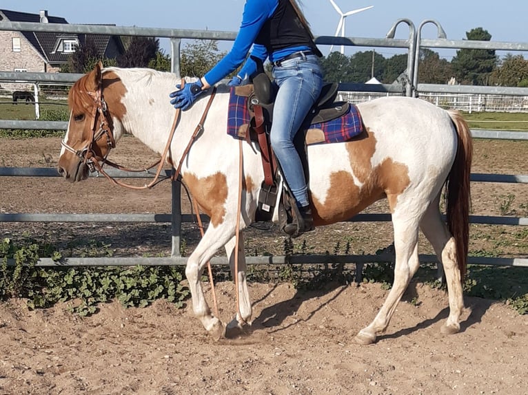 Quarter Pony Mare 8 years 13,2 hh Tobiano-all-colors in Alpen
