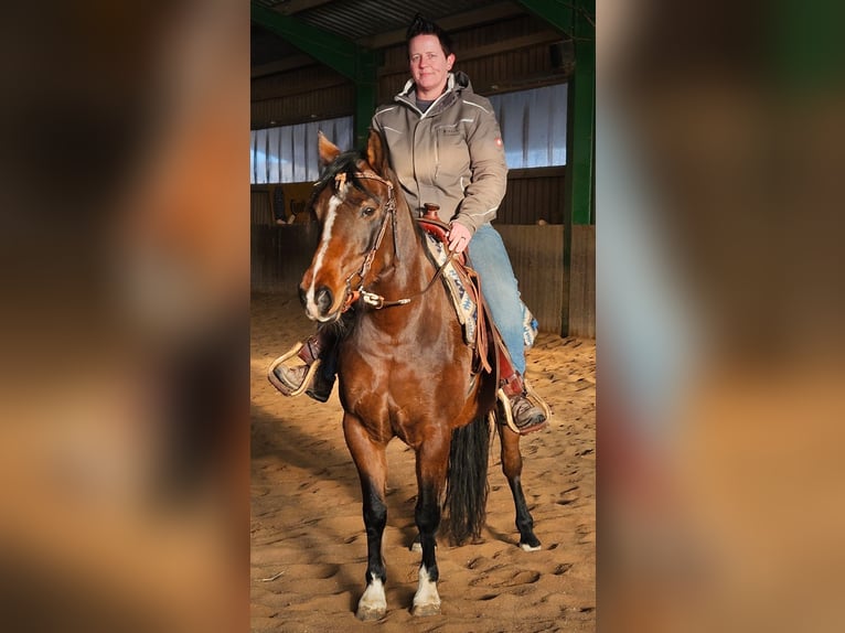 Quarter Pony Mare 8 years 13.3 hh Brown in Immenreuth