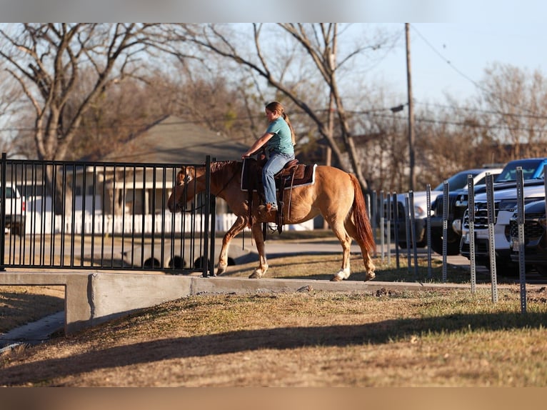 Quarter Pony Mare 8 years 13 hh Red Dun in Forney