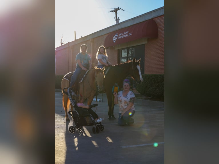 Quarter Pony Mare 8 years 13 hh Red Dun in Forney