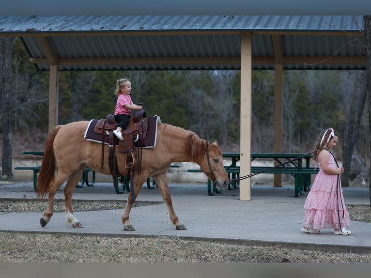 Quarter Pony Mare 8 years 13 hh Red Dun in Forney