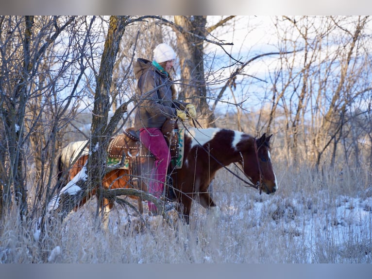 Quarter Pony Mix Mare 8 years 13 hh in Corsica