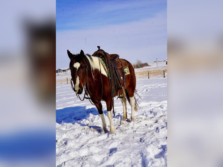 Quarter Pony Mix Mare 8 years 13 hh in Corsica