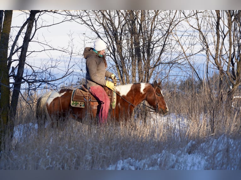 Quarter Pony Mix Mare 8 years 13 hh in Corsica