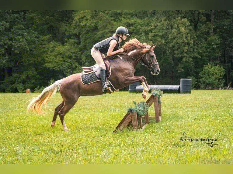 Quarter Pony Mare 8 years 13,1 hh Chestnut in Clover