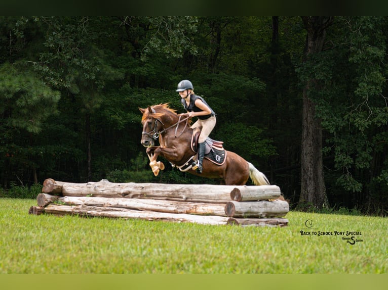 Quarter Pony Mare 8 years 13,1 hh Chestnut in Clover