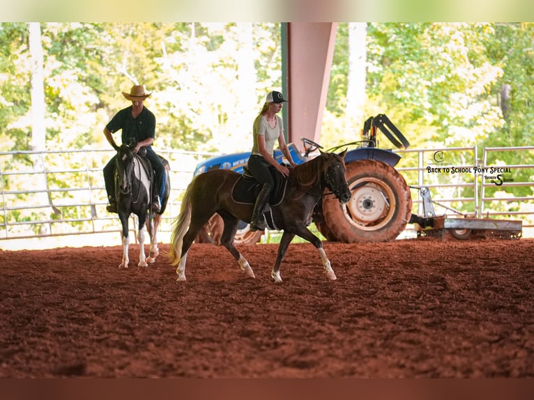 Quarter Pony Mare 8 years 13,1 hh Chestnut in Clover