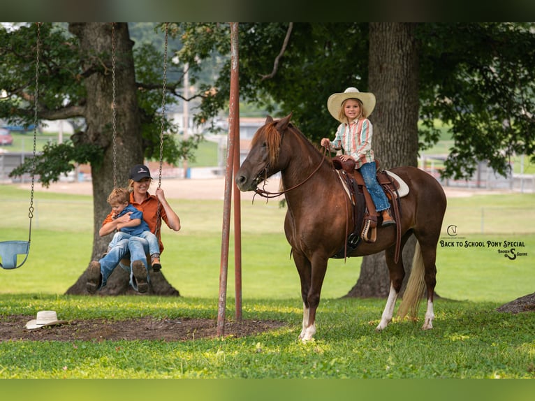 Quarter Pony Mare 8 years 13,1 hh Chestnut in Clover